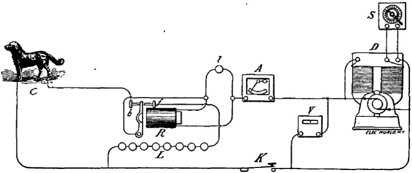 Schema in base a cui Thomas Edison elettrocutò un grosso cane Terranova il 30 luglio 1888, New York City.