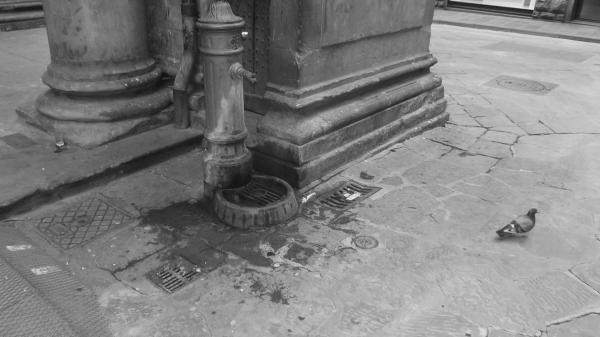 Un piccione e una fontana / A pigeon and a fountain.