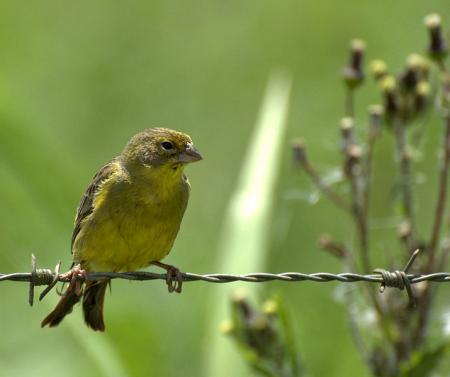 Sicalis luteola (Chirigüe)