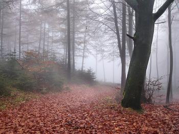 La foresta di Teutoburgo.